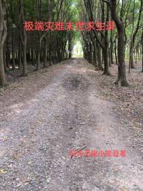 极端灾难末世求生录！