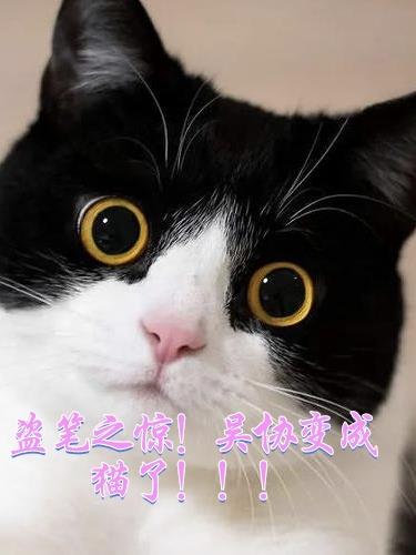 盗笔之惊！吴协变成猫了！！！