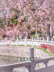 爱在春雨花开时